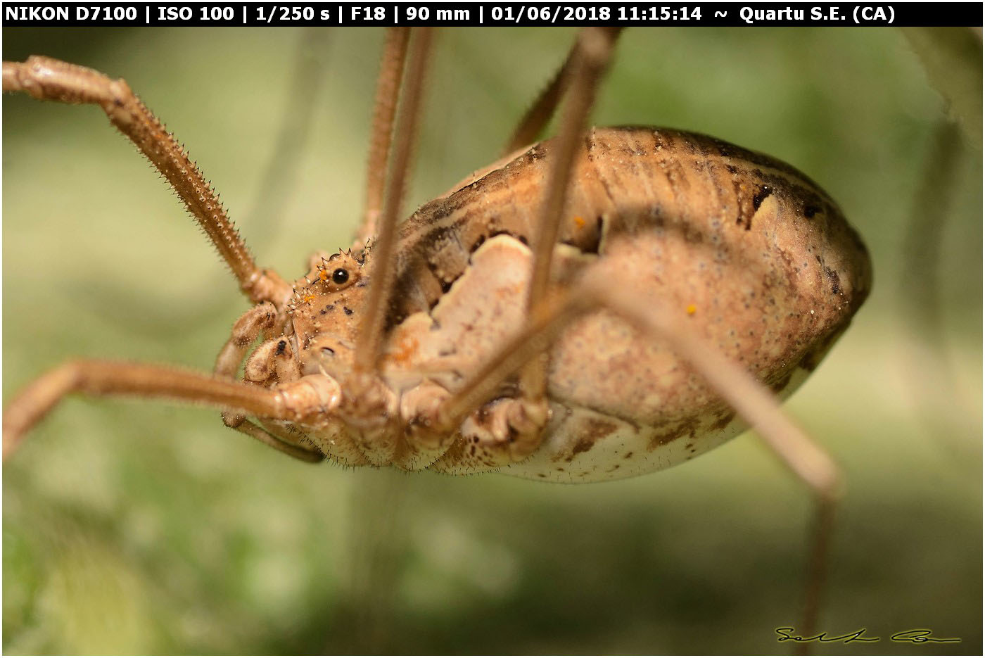 Metaphalangium cirtanum (C.L.Koch 1839) Phalangiidae.